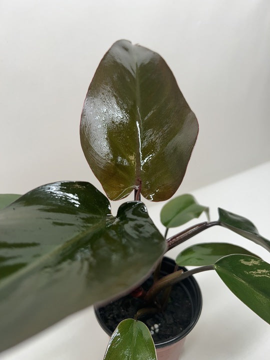 Philodendron 'Majesty'