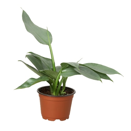 Philodendron 'Silver Sword' House Plant Dropship Botani Haven