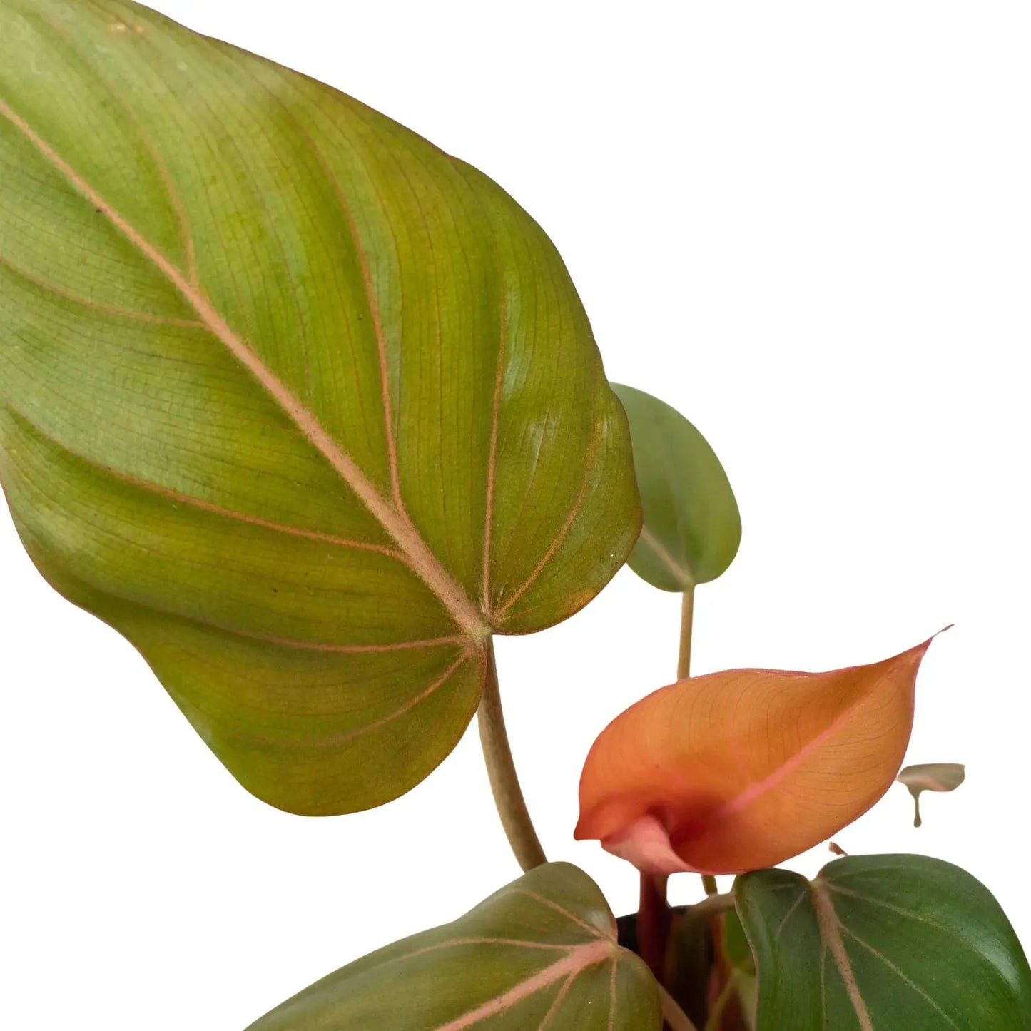 Philodendron 'Summer Glory' House Plant Dropship Botani Haven