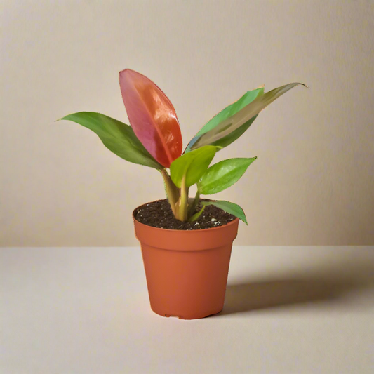 Philodendron 'Sun Red' House Plant Dropship Botani Haven