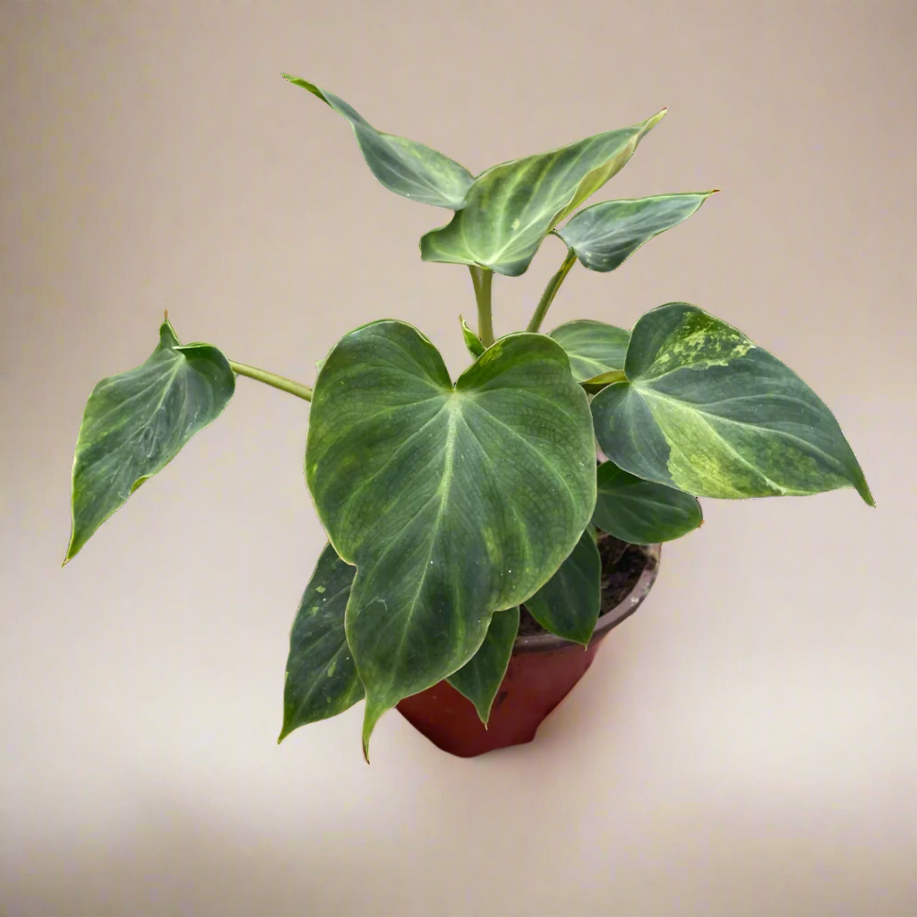 Philodendron 'Verrucosum'