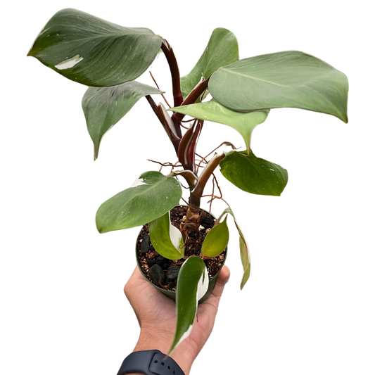 Philodendron 'White Knight' House Plant Dropship Botani Haven