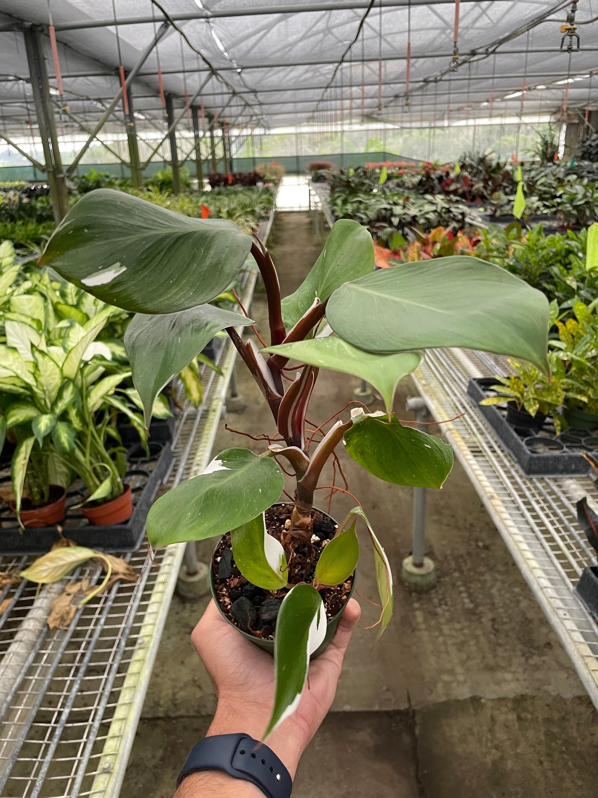 Philodendron 'White Knight' House Plant Dropship Botani Haven