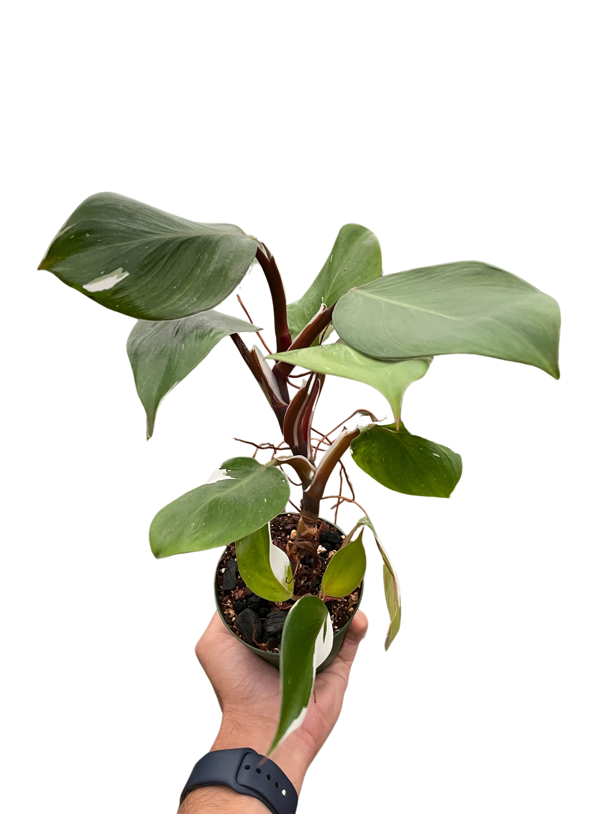 Philodendron 'White Knight' House Plant Dropship Botani Haven