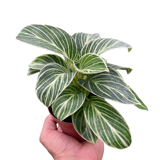 Philodendron White Measure House Plant Dropship Botani Haven