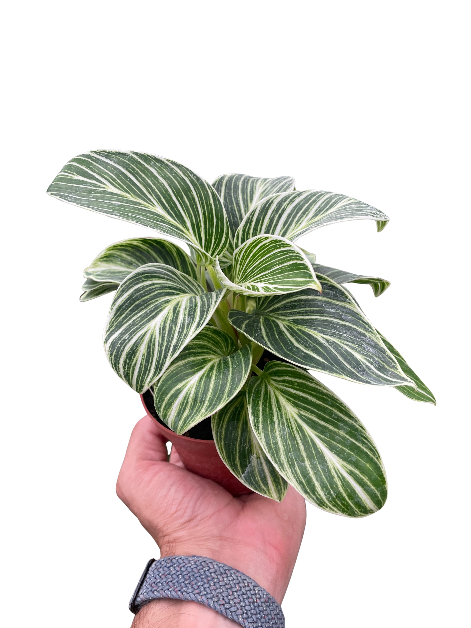 Philodendron White Measure House Plant Dropship Botani Haven