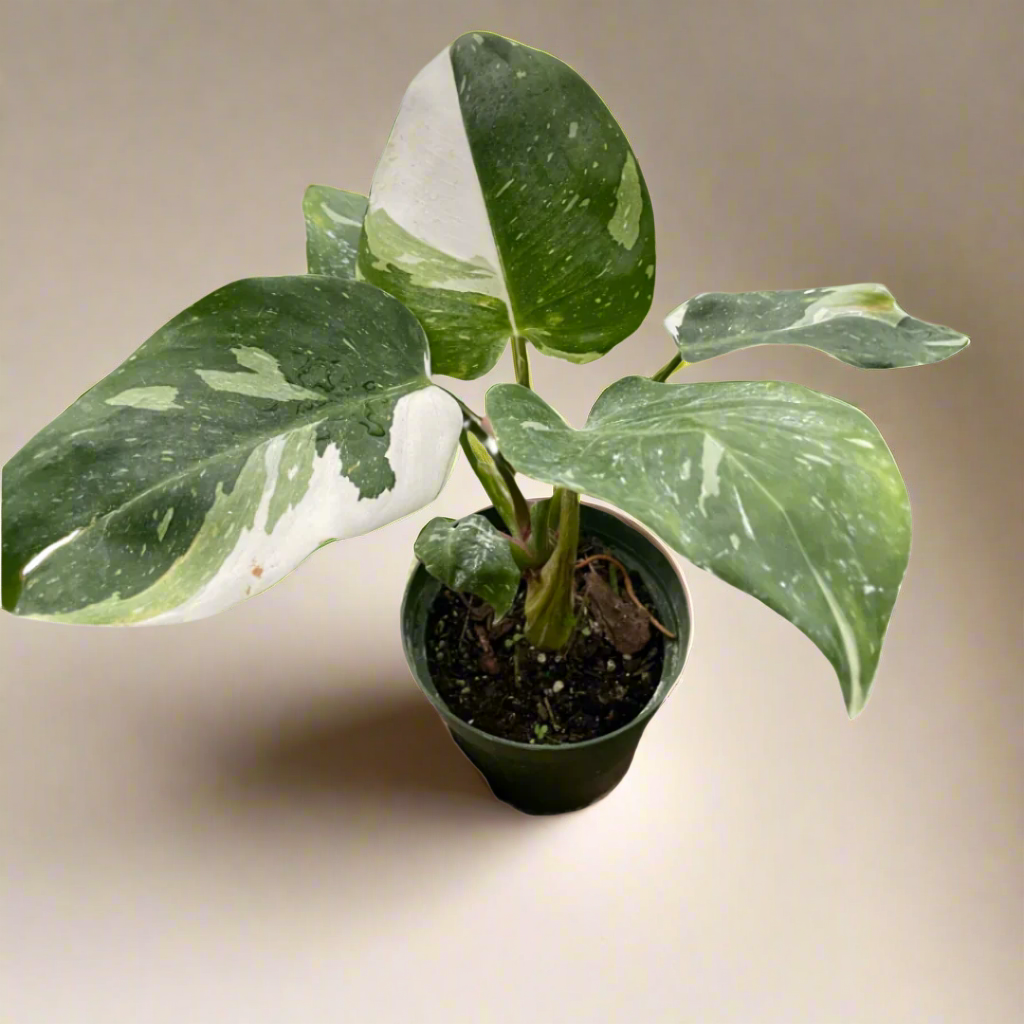 Philodendron 'White Princess'