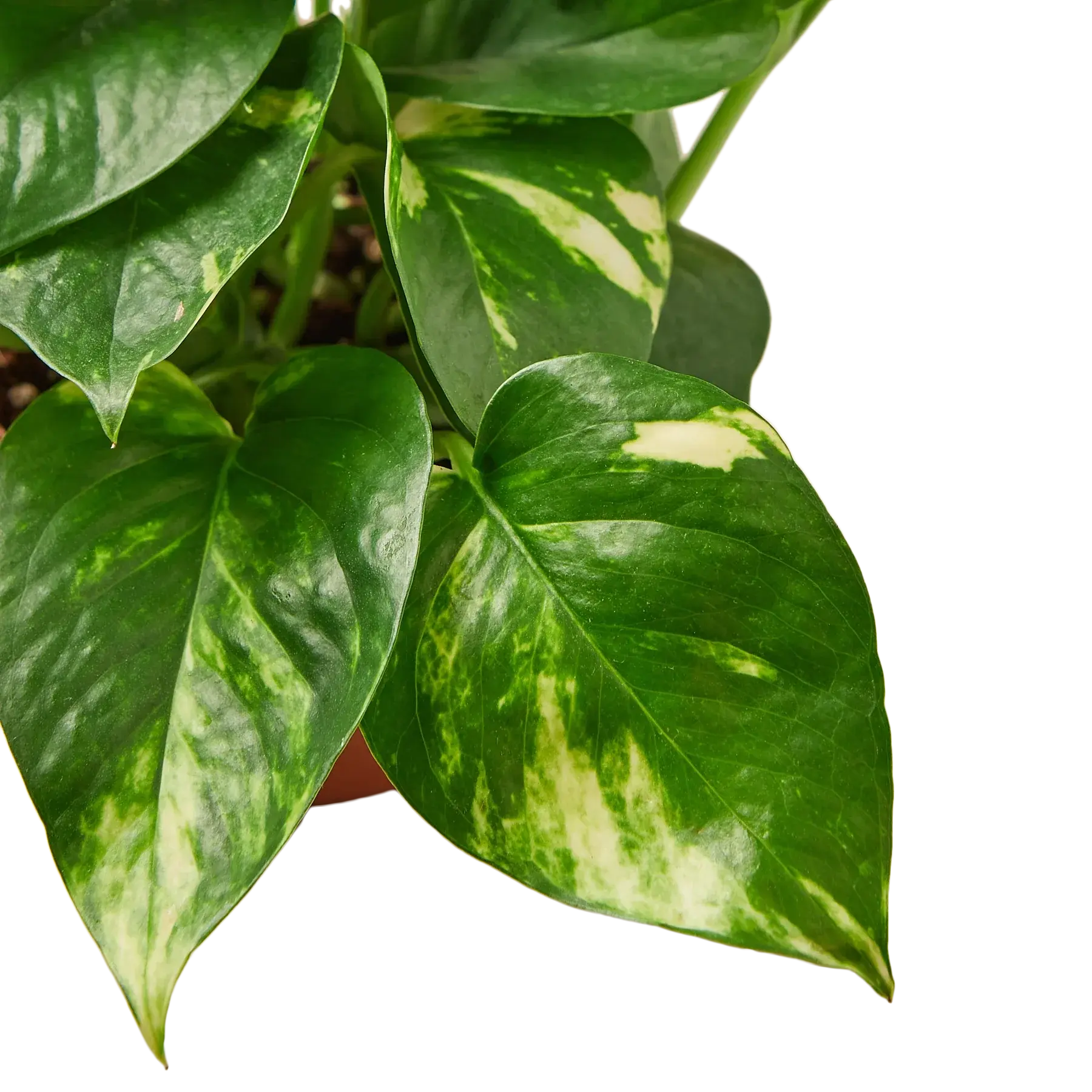 Pothos 'Golden' House Plant Dropship Botani Haven