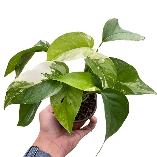Pothos 'Albo Variegata' House Plant Dropship Botani Haven