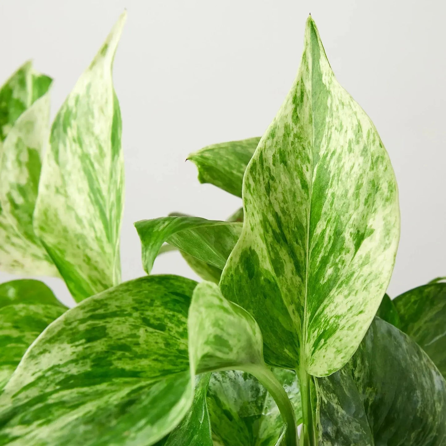 Pothos 'Marble Queen' House Plant Dropship Botani Haven