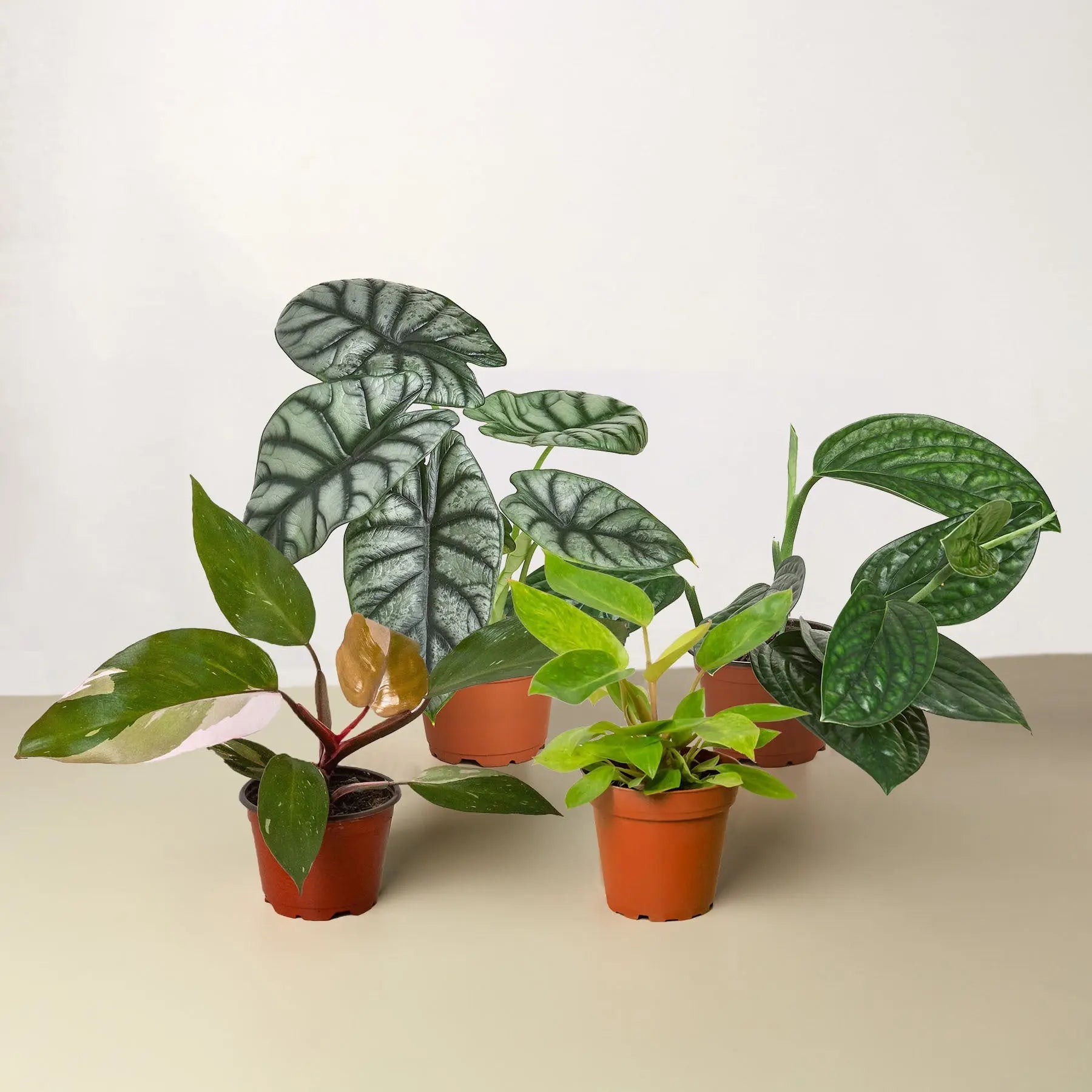 Rare Plant Bundle 4" Pots House Plant Dropship Botani Haven