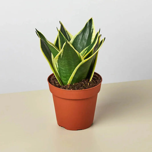 Snake Plant 'Black Gold' House Plant Dropship Botani Haven
