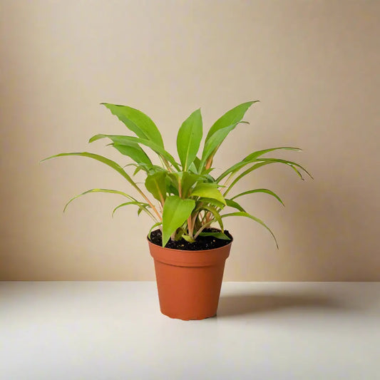 Spider Plant 'Fire Flash' House Plant Dropship Botani Haven