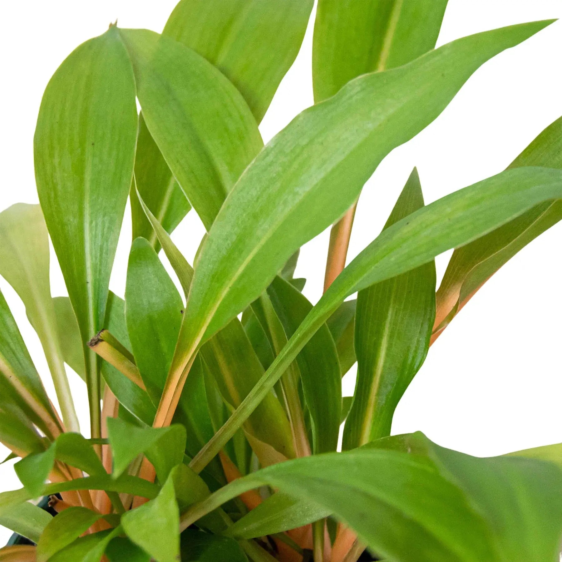 Spider Plant 'Fire Flash' House Plant Dropship Botani Haven