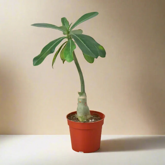 Succulent Adenium Obesum 'Desert Rose' House Plant Dropship Botani Haven
