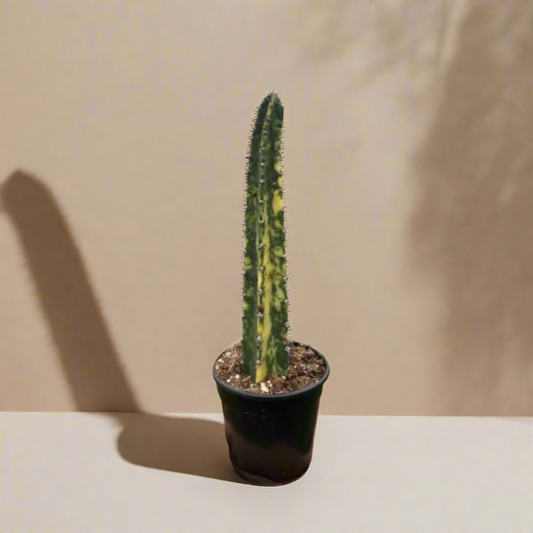 Cactus 'Variegated Blue Candle'