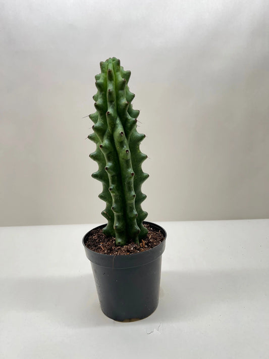 Succulent 'Cactus Ghost White Boobie' House Plant Dropship Botani Haven