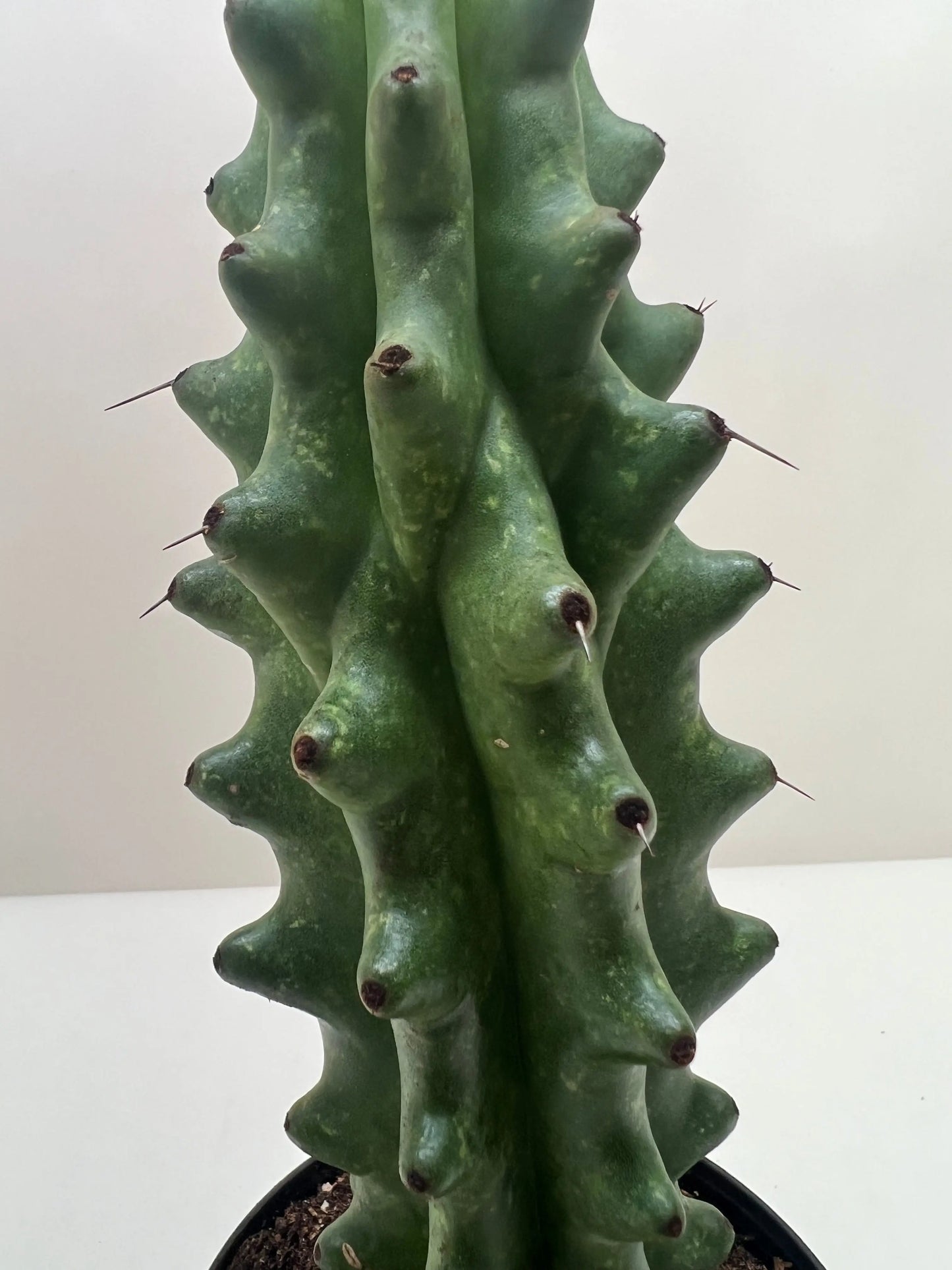 Succulent 'Cactus Ghost White Boobie' House Plant Dropship Botani Haven