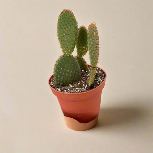 Catus Opuntia 'Microdasys' (Bunny Ear Cactus) House Plant Dropship Botani Haven