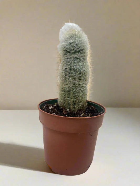Succulent Cactus 'Old Man' House Plant Dropship Botani Haven