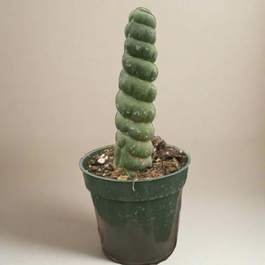 Succulent 'Unicorn Cactus' House Plant Dropship Botani Haven