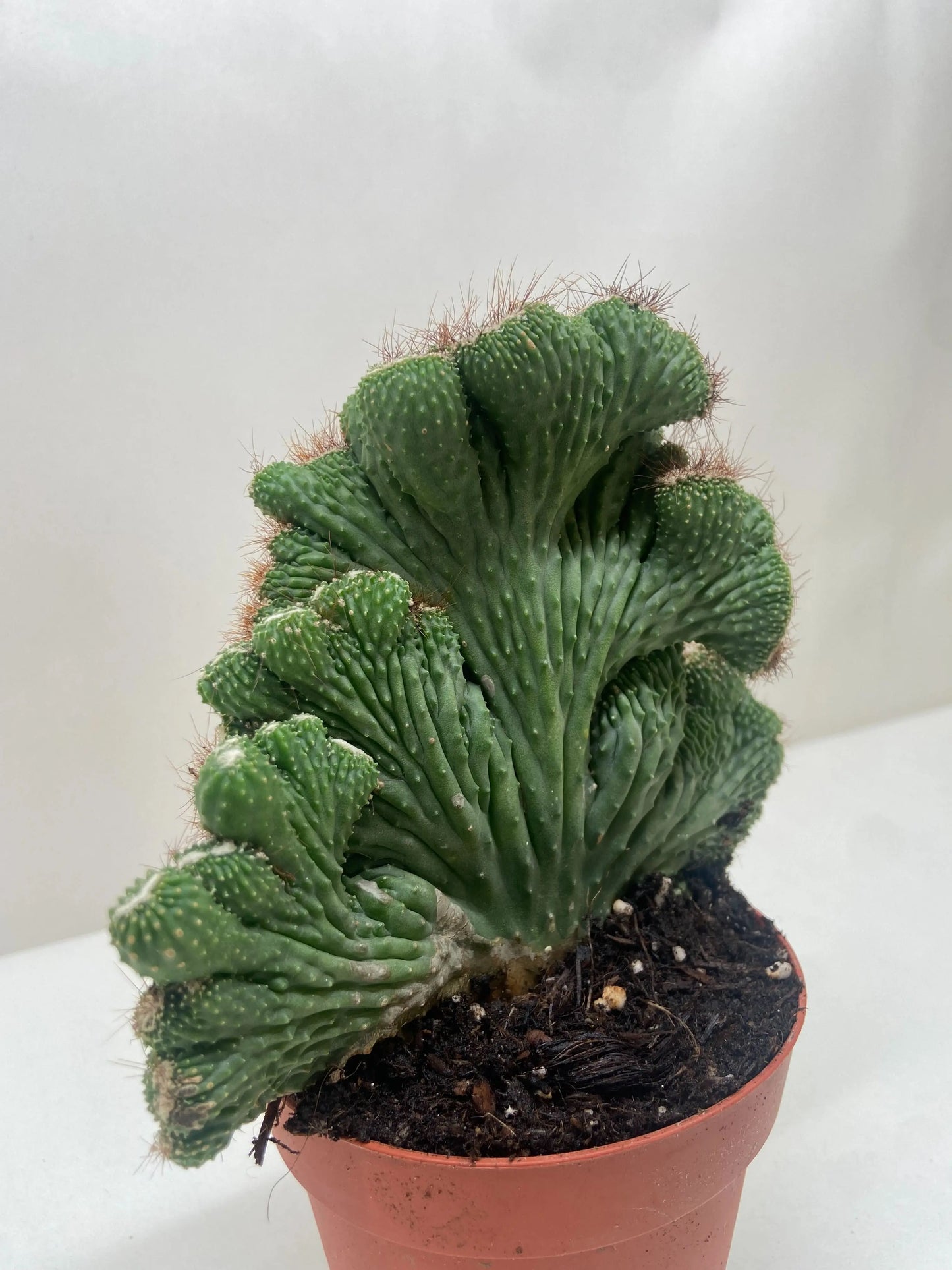 Succulent 'Cereus Coral Green' House Plant Dropship Botani Haven