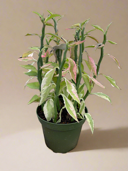 Euphorbia 'Variegated Devil's Backbone'