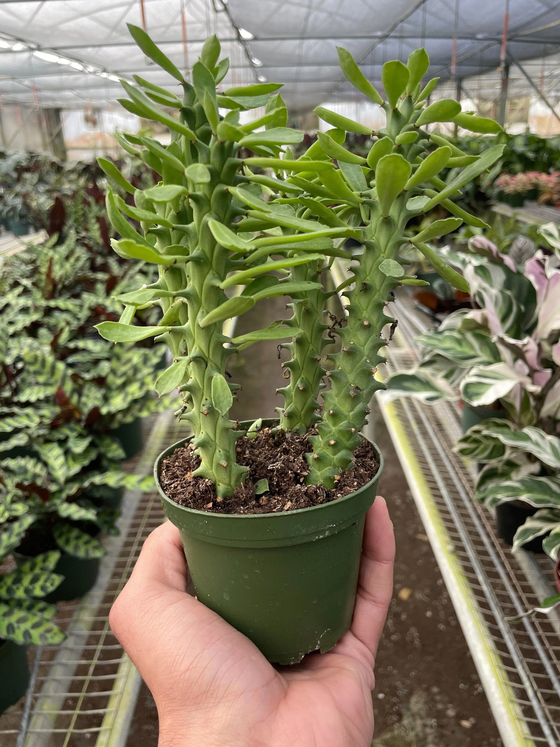 Euphorbia 'Sausage Spurge' House Plant Dropship Botani Haven