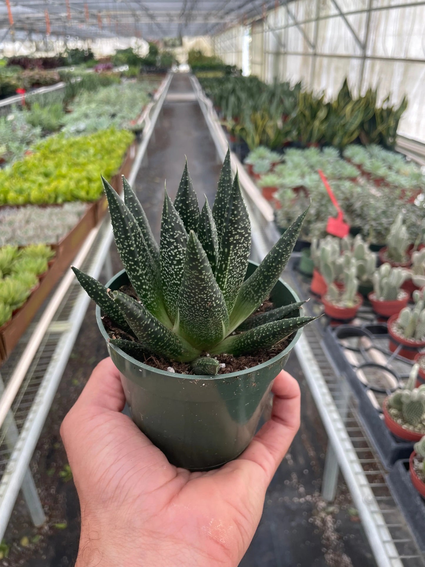 Succulent 'Gasteria Durban' House Plant Dropship Botani Haven