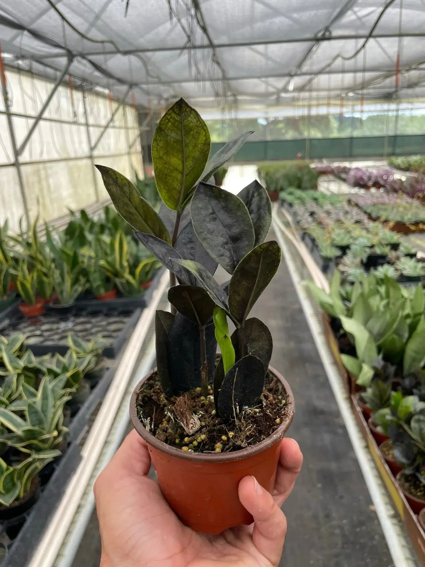 Zamioculcas 'Black Queen' ZZ Plant House Plant Dropship Botani Haven