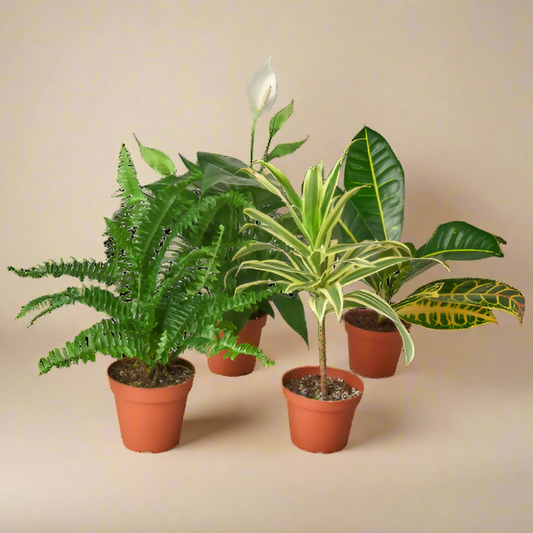 2 Air Purifying Plants Variety Pack 3" Pots