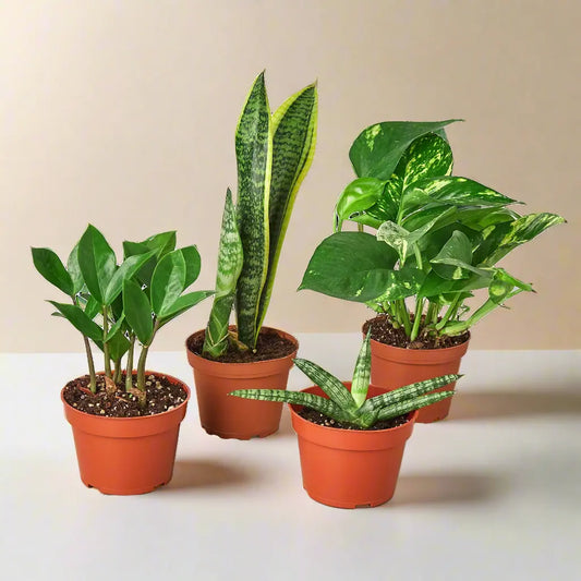 Easy Care Variety 4 Pack House Plant Dropship Botani Haven