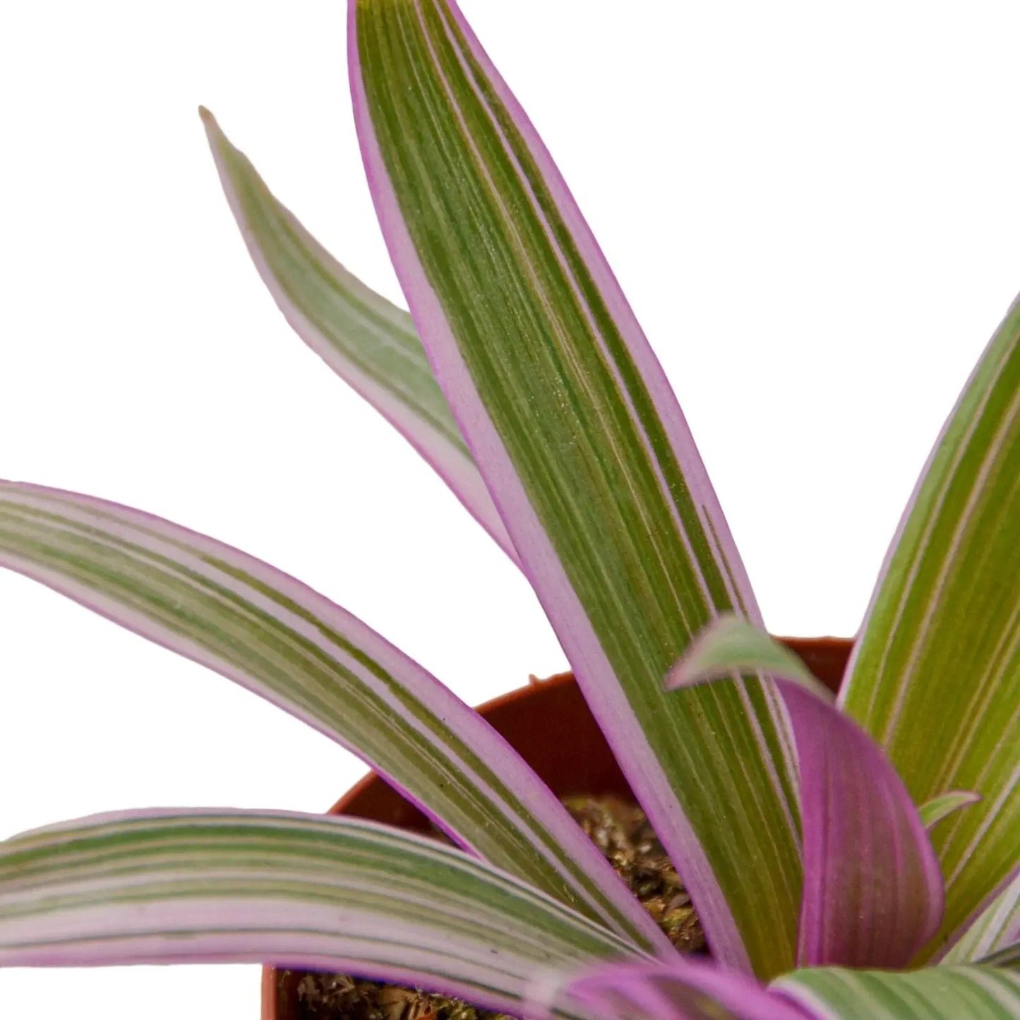 Oyster Plant 'Moses in the Cradle' House Plant Dropship Botani Haven