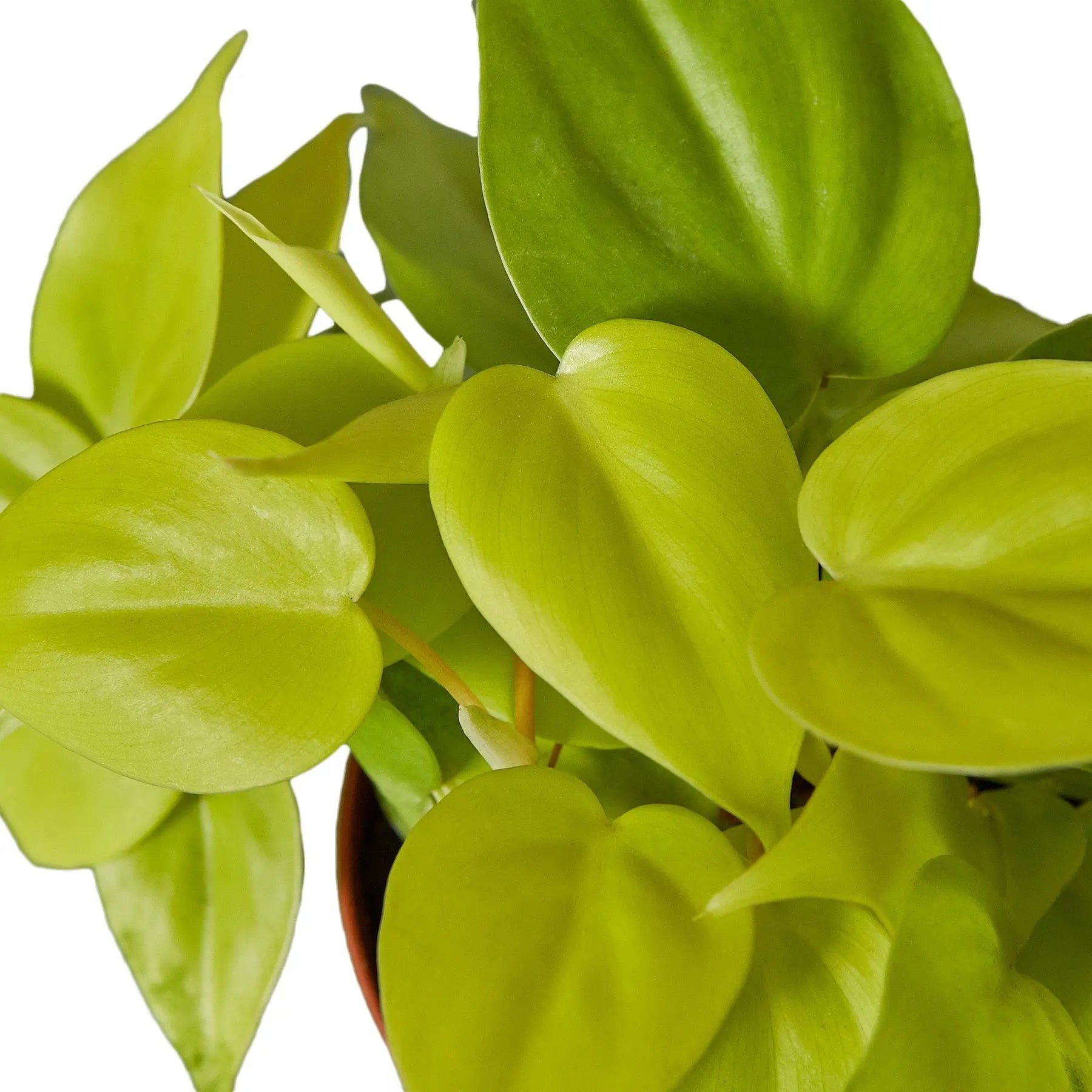 Philodendron 'Neon' House Plant Dropship Botani Haven