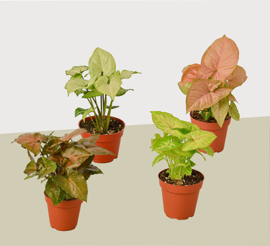 4 Syngonium (Arrowhead Plants) Variety Pack- 4" Pots