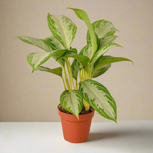 Chinese Evergreen 'Silver Bay' House Plant Dropship Botani Haven
