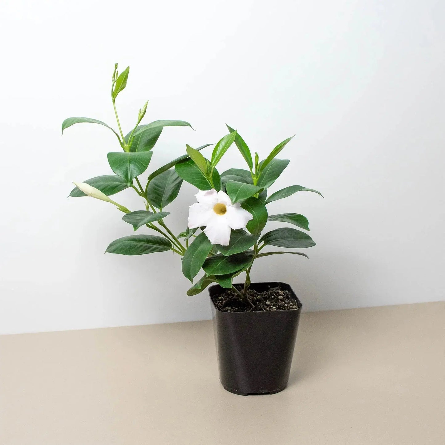 Dipladenia 'Premier Hot Pink' House Plant Dropship Botani Haven