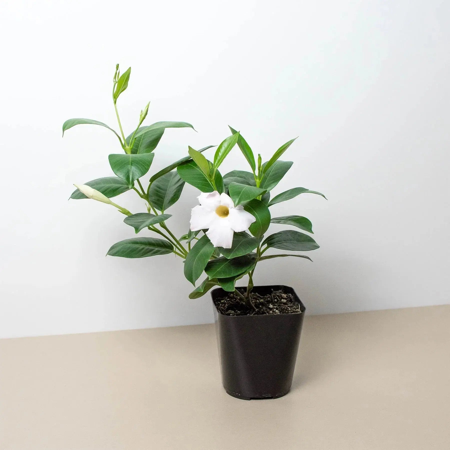 Dipladenia 'Premier Hot Pink' House Plant Dropship Botani Haven