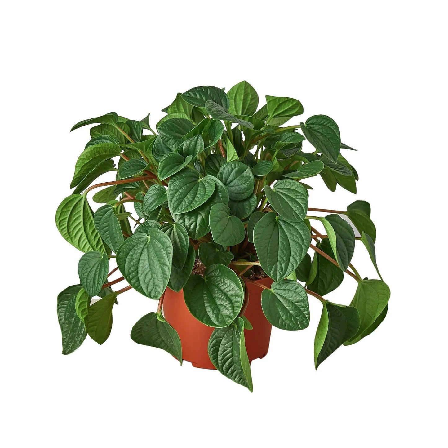 Peperomia 'Rana Verde' House Plant Dropship Botani Haven