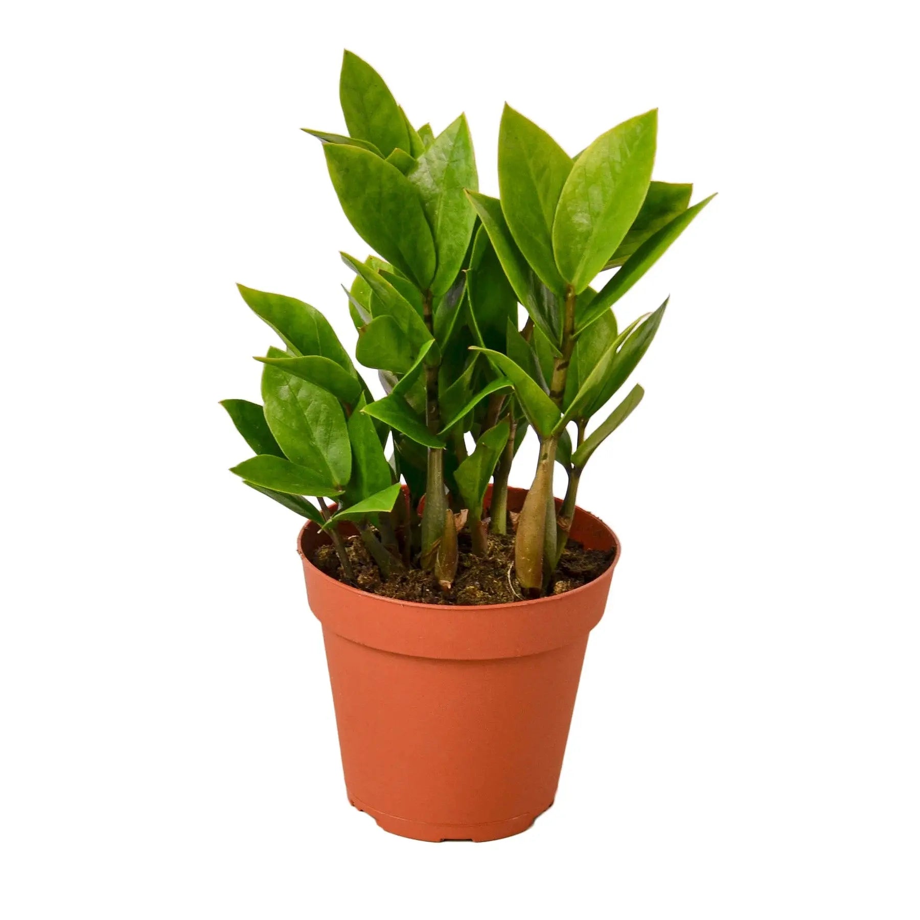 Zamioculcas Zamiifolia 'ZZ Plant' House Plant Dropship Botani Haven
