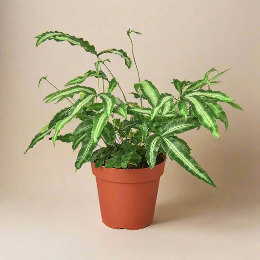 Pteris Cretica 'Albo Fern' House Plant Dropship Botani Haven