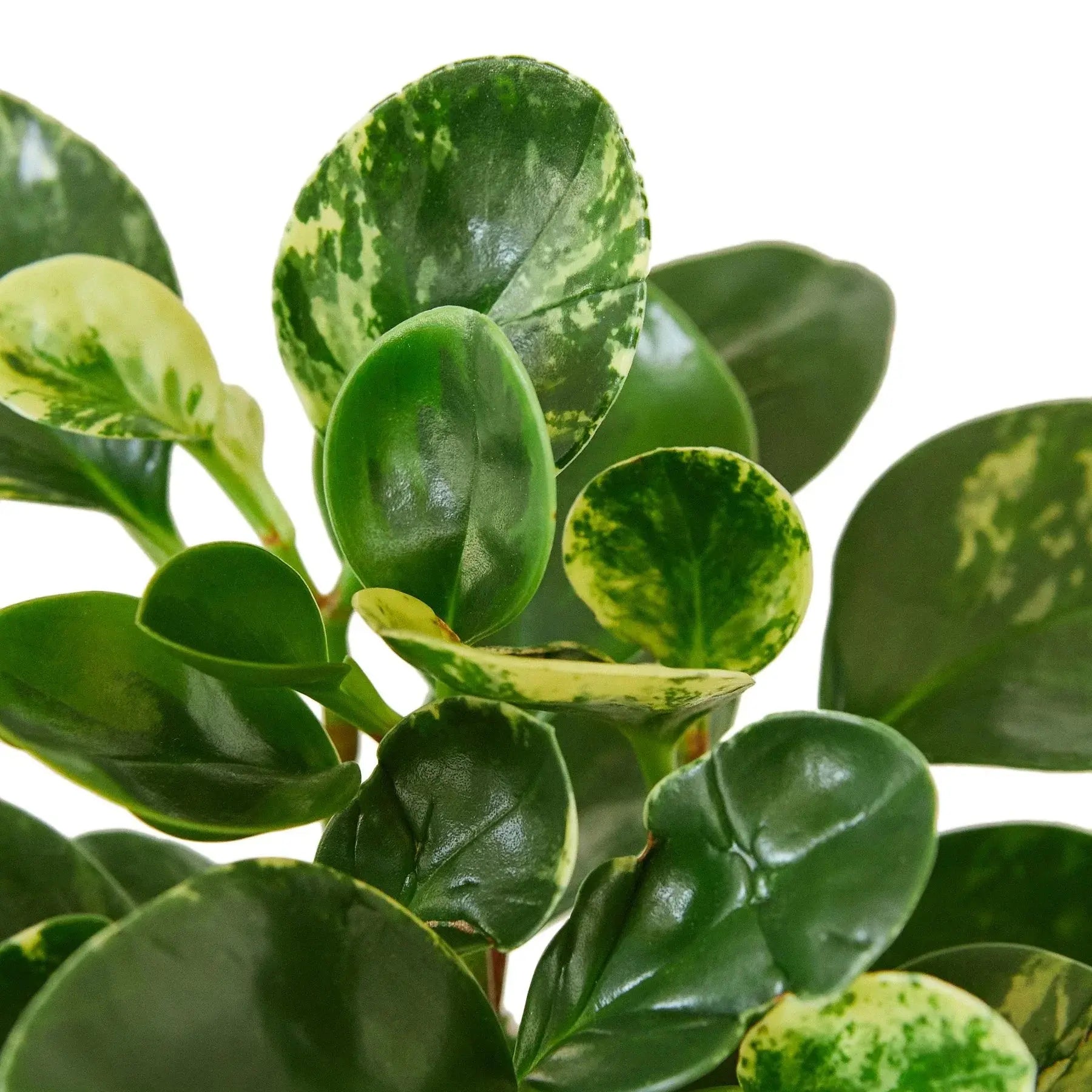 Peperomia 'Marble' House Plant Dropship Botani Haven