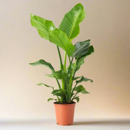 White Bird of Paradise 'Strelitzia Nicolai' House Plant Dropship Botani Haven