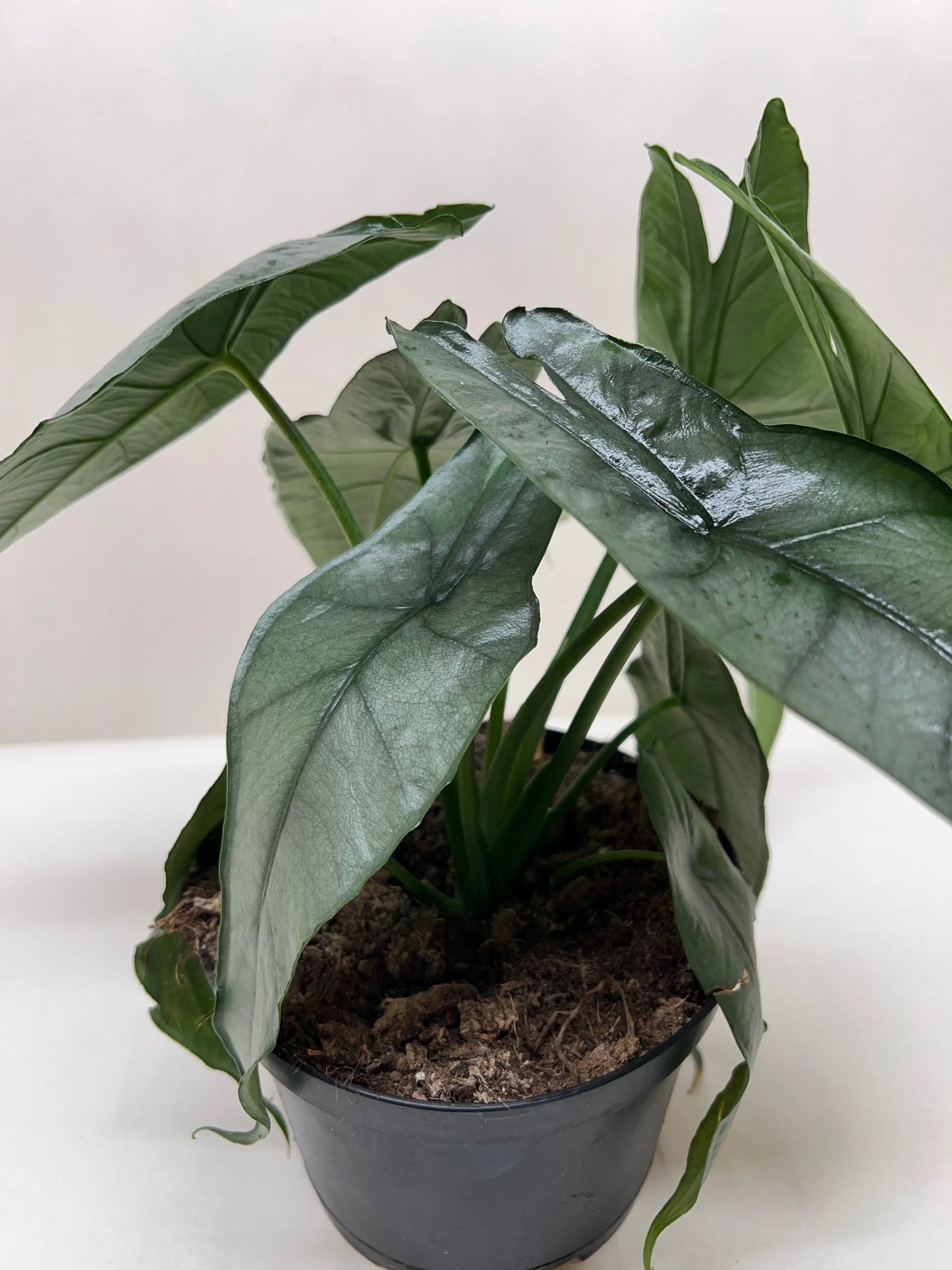 Alocasia 'Dragons Breath' House Plant Dropship Botani Haven