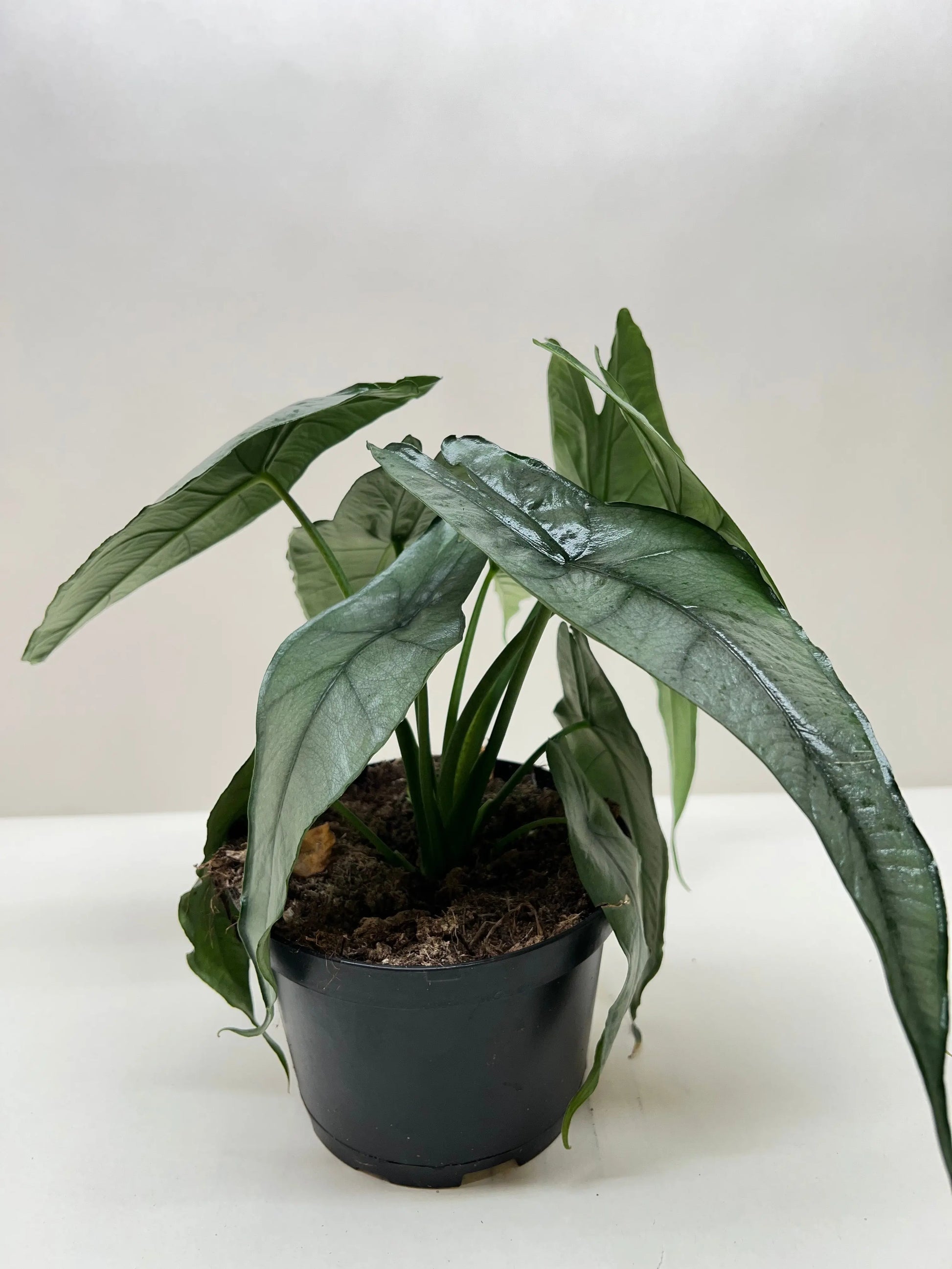 Alocasia 'Dragons Breath' House Plant Dropship Botani Haven