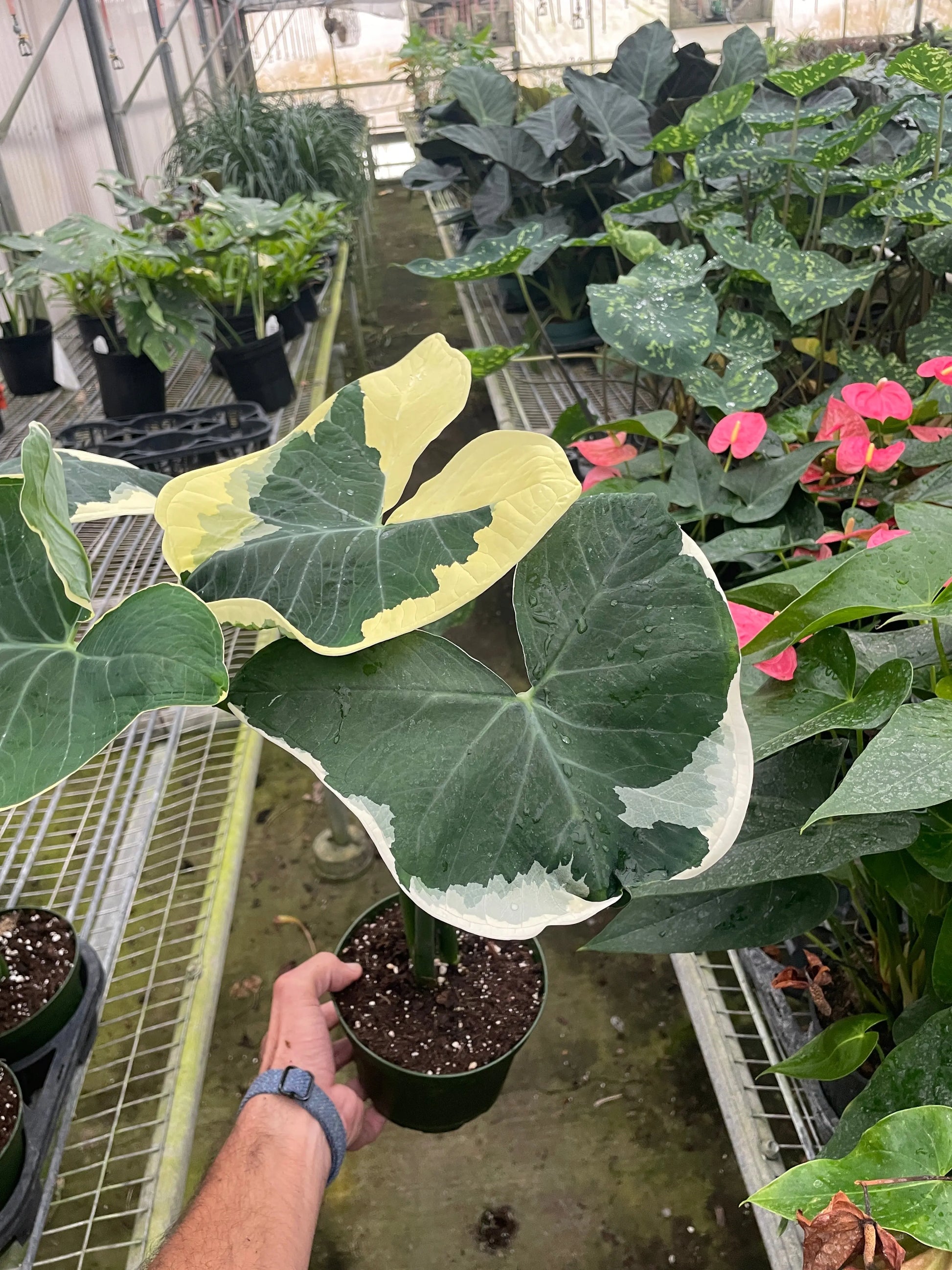 Alocasia 'Mickey Mouse' (Xanthosoma sagittifolium 'Variegatum Monstrosum') House Plant Dropship Botani Haven