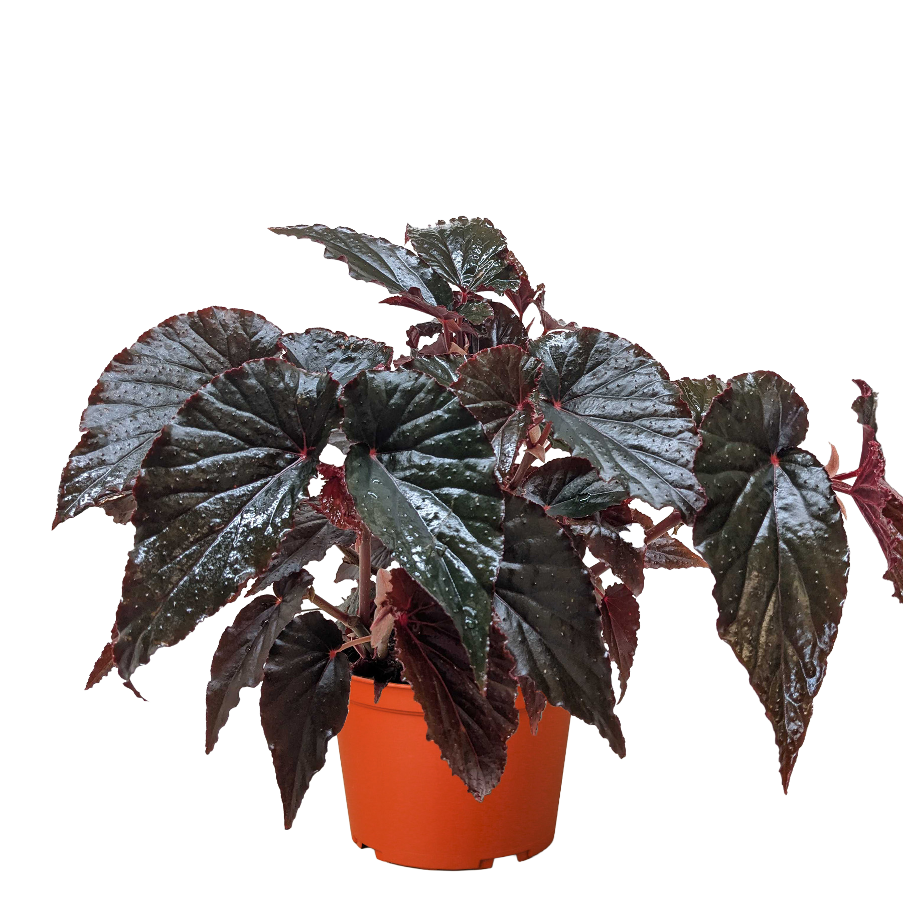 Begonia 'Black Magic' House Plant Dropship Botani Haven