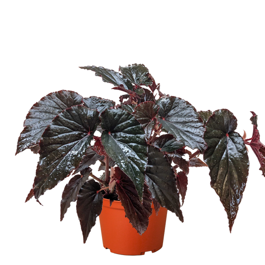 Begonia 'Black Magic' House Plant Dropship Botani Haven