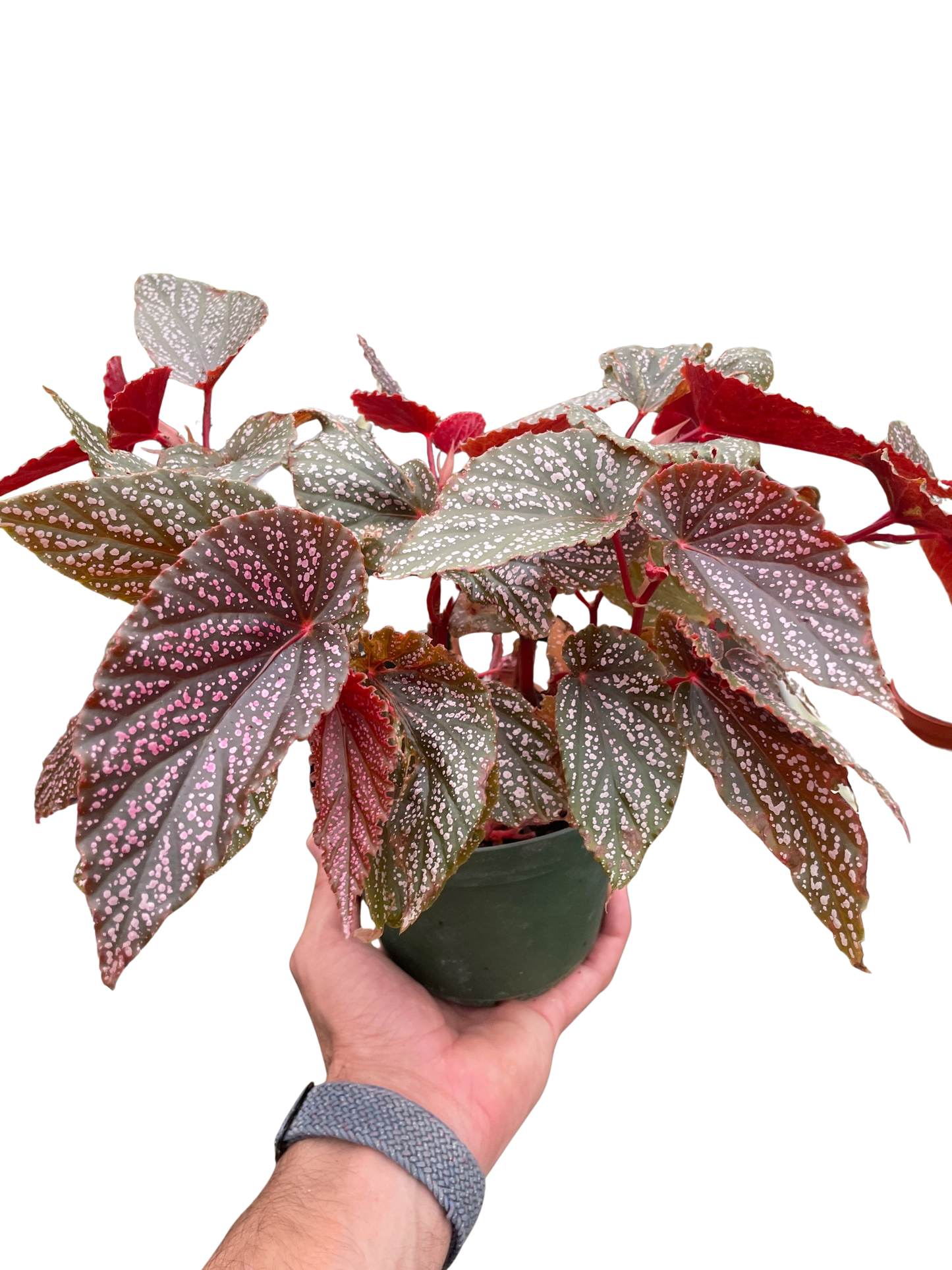 Begonia 'Pink Angel Wing'