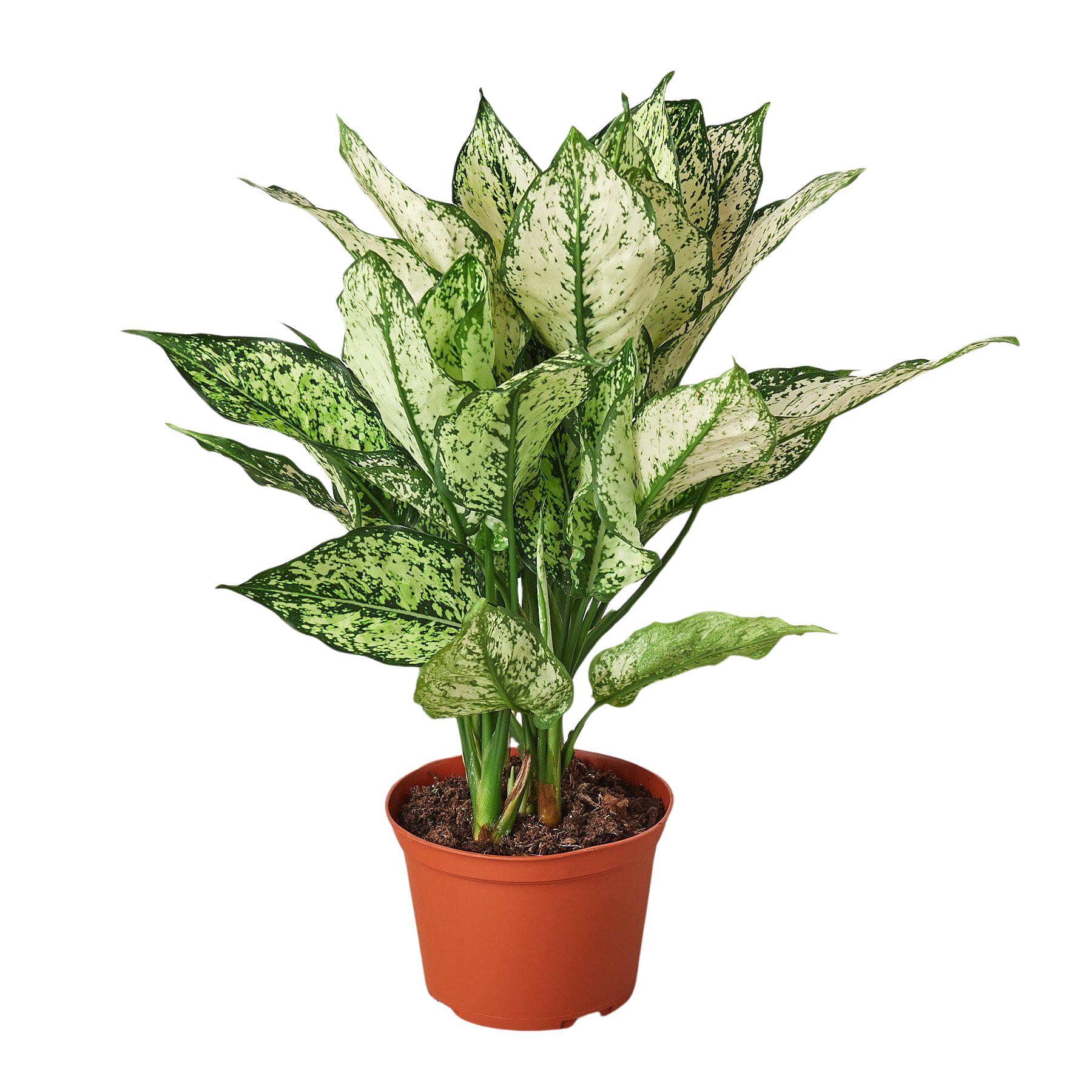 Chinese Evergreen 'First Diamond' House Plant Dropship Botani Haven